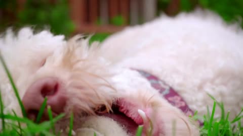 White poodle lying on green grass Playful dog catch ball