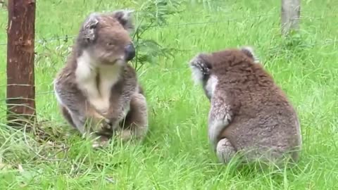 Koala fight