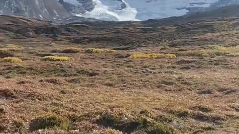 Athabasca Glacier in autumn colors🍂🇨🇦