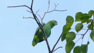 The green bird sings