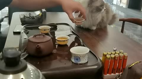 Does your cat drink tea