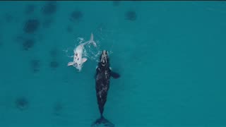 Southern Right Whale and little white Calf