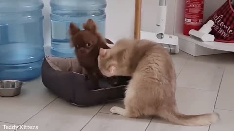 The Cat Plays with the Puppy 😂 Caramel and Arnold