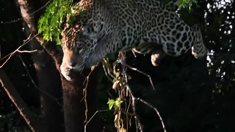 "Mastering the Art of the Tree: Unveiling the Astonishing Jaguar Jump!"