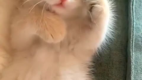 Cute baby cat 😺