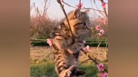 Funniest Cat Activities in House. Must Watch And Enjoy. Funny Cat. Cat Comedy