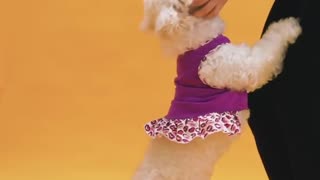 TikTok Dog - Happy Dog Standing and Jumping - Viral Animal - - Happiest Dogs - DogStyle - Shorts