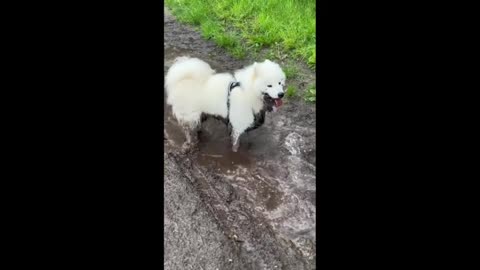 Freshly bathed Samoyed has a blast in a puddle of mud