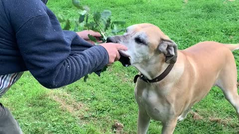 Great Dane Wants Dad's Coat