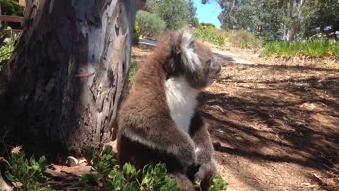 Koala Gets Kicked Out Of Tree and Cries!