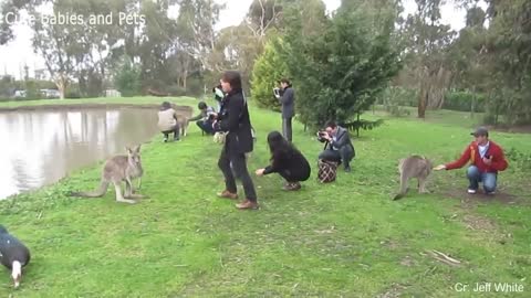 Funny Different Animals Chasing and Scaring People 2022