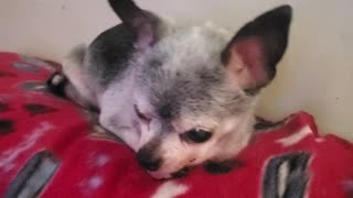 17 yr old Chihuahua loves his massages