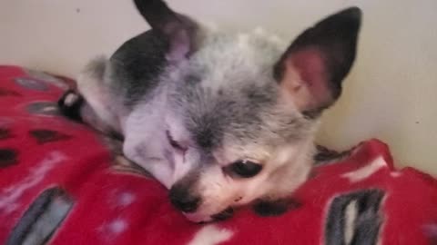 17 yr old Chihuahua loves his massages