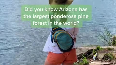 Did you know Arizona has the largest ponderosa pine forest in the world?