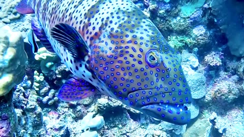 Satisfying Grouper Fish ASMR That Makes You Calm Original Satisfying Videos PART - 1