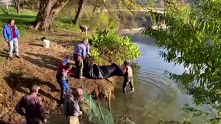 Italian volunteers try to save stranded fish