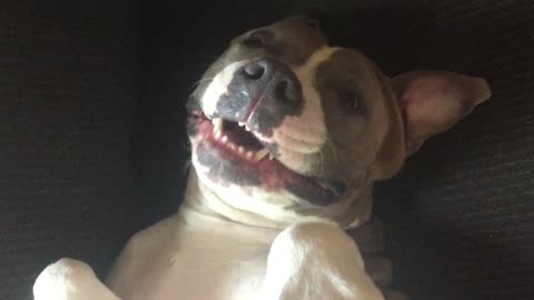 Pretty pit bull channels Mariah Carey