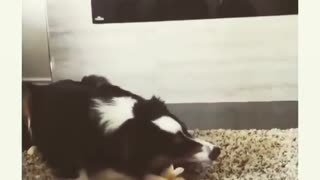 Dog's favorite song