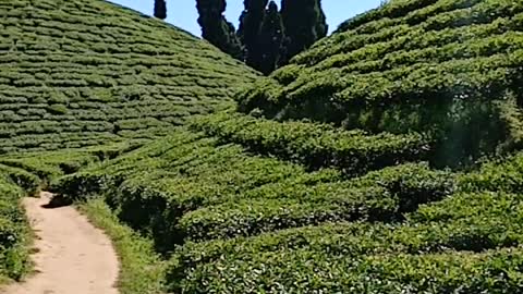 Darjeeling tea garden