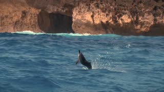 dolphins jumping 🐬🐬🐬