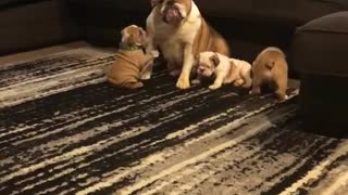 Parent Bulldog Patiently Entertains Energetic Puppies