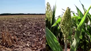 French farmer defies drought with sustainable crop