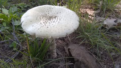 Mushroom