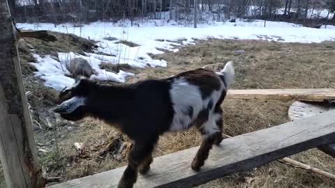 Meet Widget's Nigerian Dwarf Goat Buckling Two