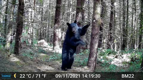 Very Large Black Bear Caught on Trail Cam