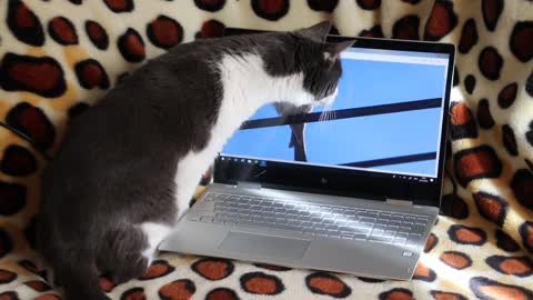 Funny Cat Watching A Bird