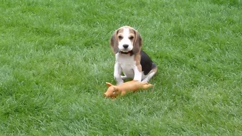 BEAGLE PUPPY PLAYING FETCH AT 10 WEEKS OLD!! CUTE BEAGLE PUPPY LOUIE