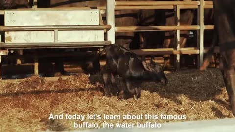 Millions $$ Water Buffalo Farming - Buffalo Milk Harvest technology - Excellent Buffalo Milk Product