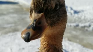 Chatty little duck mad about winter!