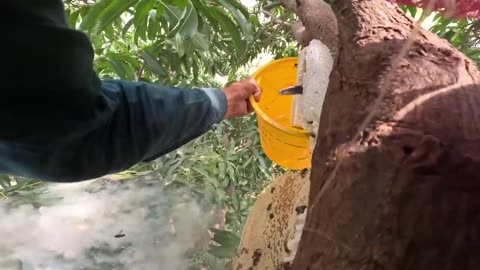 100 KG Organic Wild Honey Harvesting | Biggest Honeycomb Harvesting in Forest