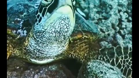 Is this turtle sleeping?