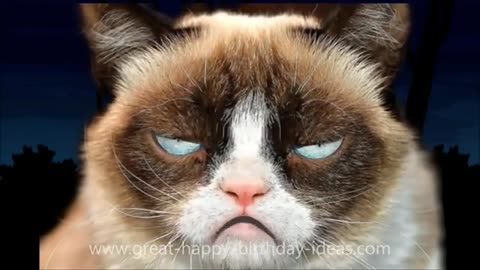 Grumpy cat wishing happy birthday 😺