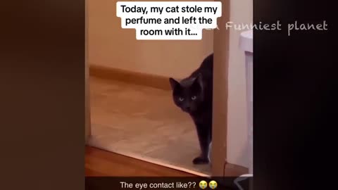 Cat and dog funny 📽