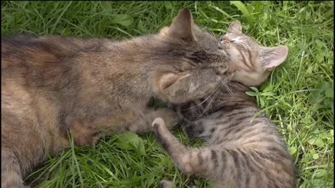 Cat plays with its kitten
