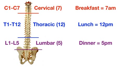 Vetebral Column Anatomy and Bones ( Cervical, Thoracic, Lumbar, Sacral Spine)