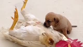 Cute Puppy and chick
