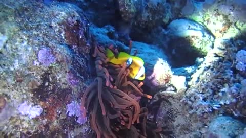 Diving - Coral Reef