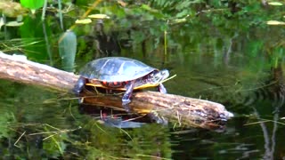 Painted Turtle