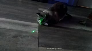 Cat Plays With Green Dot