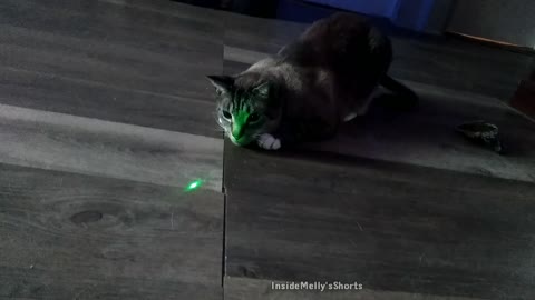 Cat Plays With Green Dot