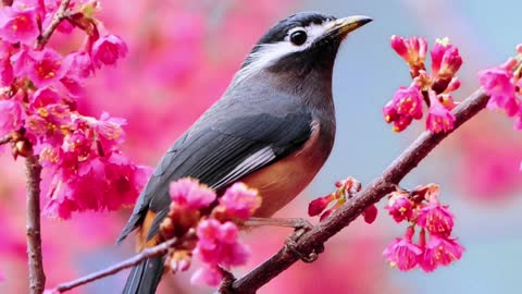 # Bird chirping sound with amazing sounds effect