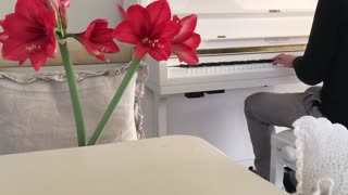 Calming Music - French Renaissance Song: Branle des Lavandieres - Piano Only - Raw Unedited