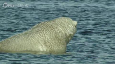 Polar Bears Hunt Beluga Whales