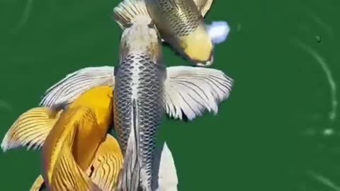 very beautiful fish