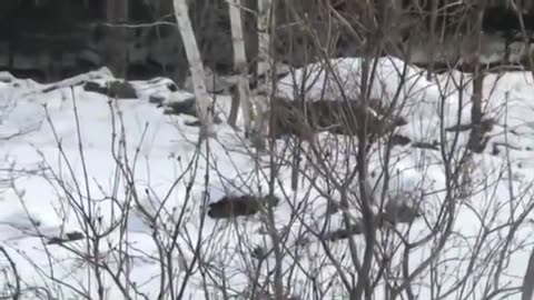 LYNX CATCHES A SQUIRREL!!! CRAZY REACTION!!! Lynx catches a squirrel. Mad reaction!!!