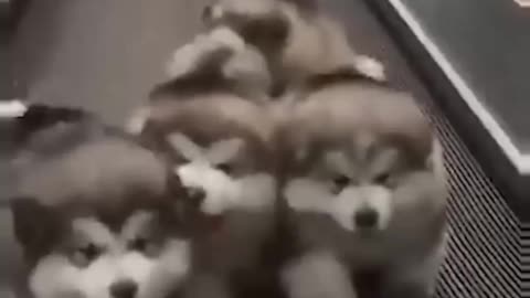 cute 3 pupies trying to run
